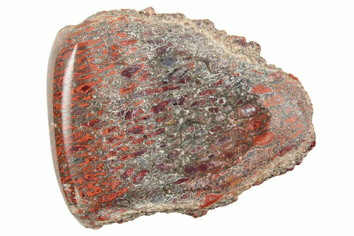 Polished Dinosaur Bone (Gembone) Section - Utah #240700